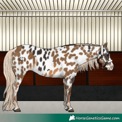 Horse Color:Liver Chestnut Sabino Splash Appaloosa and Chocolate Palomino Sabino Splash Appaloosa