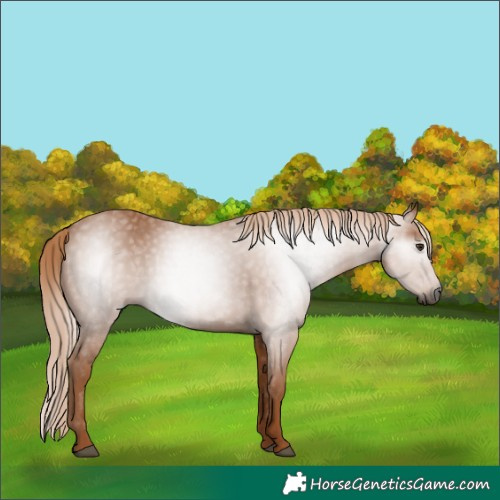 Horse Color:Gray Chestnut 