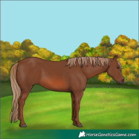 Horse Color:Chestnut 