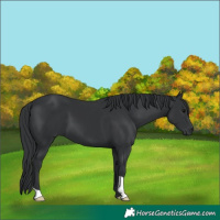 Horse Color:Black 