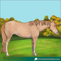 Horse Color:Gold Champagne