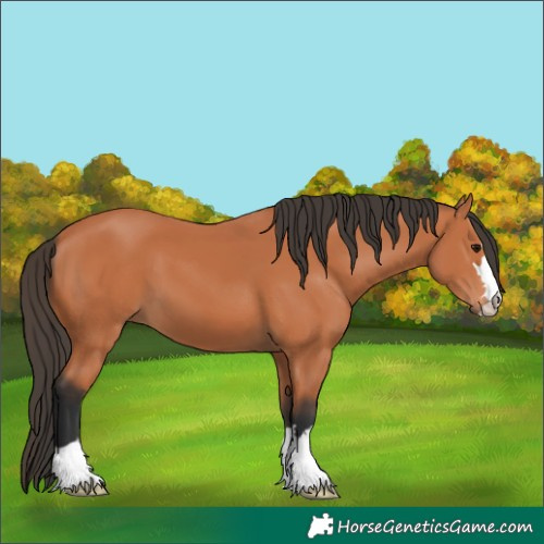 Horse Color:Bay 