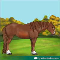 Horse Color:Chestnut 