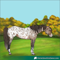 Horse Color:Bay Sabino Splash Near Leopard  and Bay Dun Sabino Splash Near Leopard 