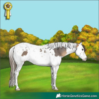 Horse Color:Buckskin Splash Tobiano Appaloosa 