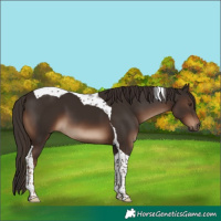 Horse Color:Liver Chestnut Tobiano 