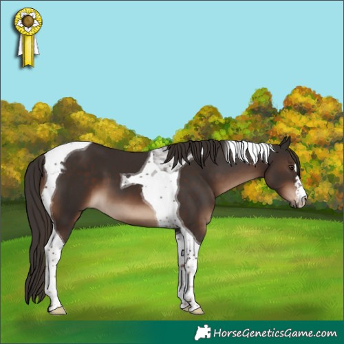 Horse Color:Liver Chestnut Tobiano