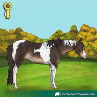 Horse Color:Liver Chestnut Tobiano 