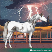 Horse Color:Liver Chestnut Sabino Splash Tobiano 