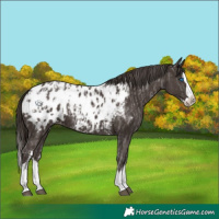 Horse Color:Liver Chestnut Sabino Splash Appaloosa  and Liver Chestnut Sabino Splash Appaloosa 