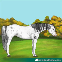 Horse Color:Black Sabino Splash Appaloosa  and Black Sabino Splash Appaloosa 