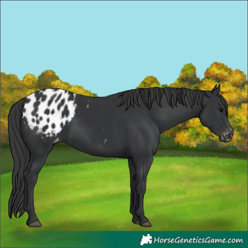 Horse Color:Black Appaloosa
