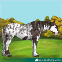 Horse Color:Liver Chestnut Sabino Splash Appaloosa  and Liver Chestnut Sabino Splash Appaloosa 