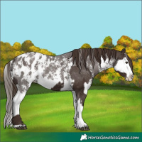 Horse Color:Liver Chestnut Sabino Splash Appaloosa and Liver Chestnut Sabino Splash Appaloosa
