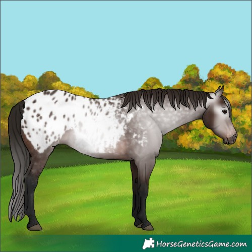 Horse Color:Gray Bay Appaloosa 