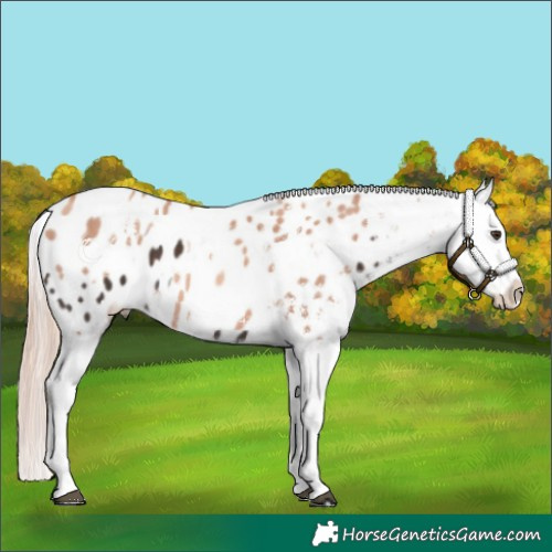 Horse Color:Liver Chestnut Sabino Splash Blanket  and Gold Champagne Sabino Splash Blanket 