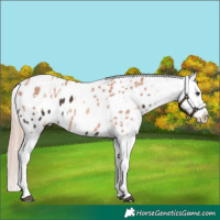 Horse Color:Liver Chestnut Sabino Splash Blanket  and Gold Champagne Sabino Splash Blanket 