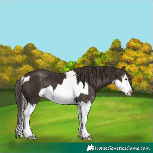 Horse Color:Liver Chestnut Sabino Splash Appaloosa  and Liver Chestnut Sabino Splash 