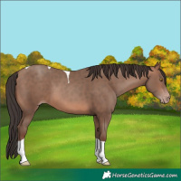 Horse Color:Sable Champagne Tobiano 