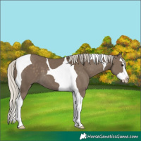 Horse Color:Silver Smoky Black Splash Tobiano 