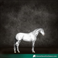 Horse Color:White Spotted Black Sabino Frame Appaloosa 