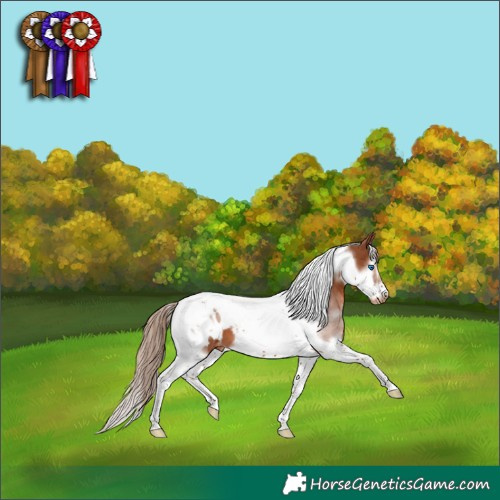 Horse Color:White Spotted Chestnut Splash Tobiano Frame Appaloosa 