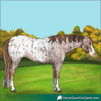 Horse Color:Liver Red Roan Sabino Splash Appaloosa  and Gold Champagne Roan Sabino Splash Appaloosa 