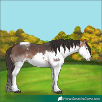 Horse Color:Bay Sabino Splash Tobiano 