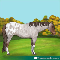 Horse Color:Liver Red Roan Tobiano Appaloosa 