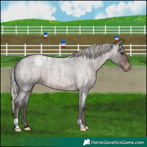 Horse Color:Silver Brown Roan Blanket