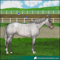 Horse Color:Silver Brown Roan Appaloosa