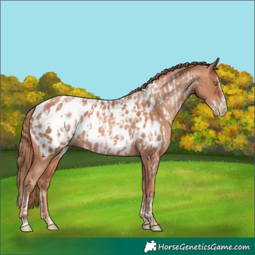 Horse Color:Gold Champagne Sabino Splash Appaloosa  and Gold Champagne Sabino Splash Frame Appaloosa 