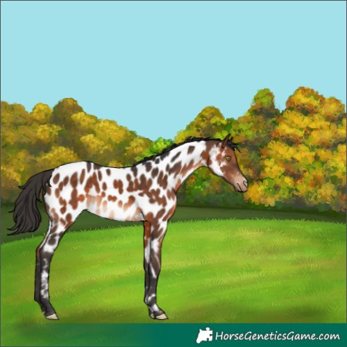Horse Color:Brown Appaloosa 