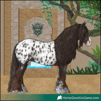 Horse Color:Liver Chestnut Sabino Splash Near Leopard  and Liver Chestnut Sabino Splash Near Leopard 