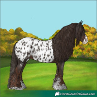 Horse Color:Liver Chestnut Sabino Splash Appaloosa  and Liver Chestnut Sabino Splash Appaloosa 