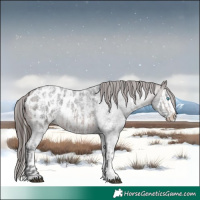 Horse Color:Brown Roan Sabino Splash Appaloosa  and Brown Roan Sabino Splash Appaloosa 
