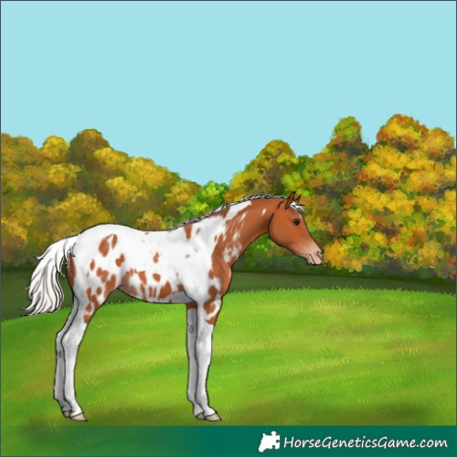 Horse Color:Silver Bay Tobiano Appaloosa 
