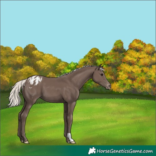 Horse Color:Silver Black Blanket