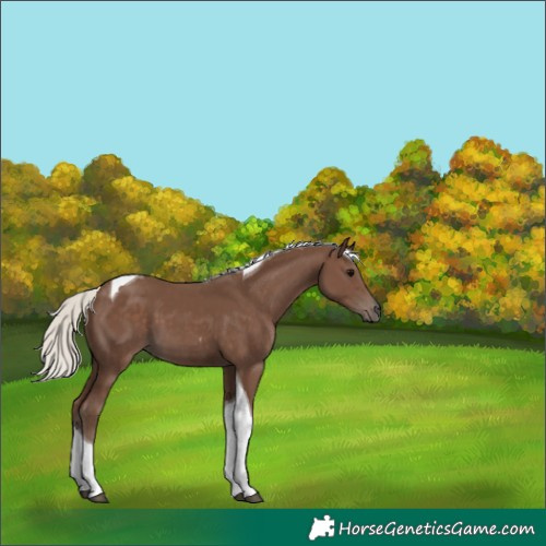 Horse Color:Silver Black Tobiano 