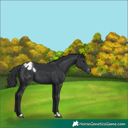 Horse Color:Black Blanket