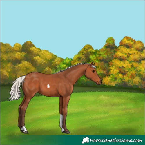 Horse Color:Silver Bay Tobiano