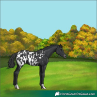 Horse Color:Black Appaloosa