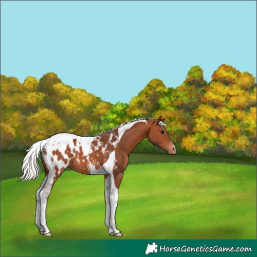 Horse Color:Silver Bay Tobiano Appaloosa 