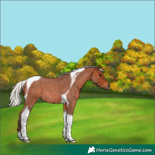 Horse Color:Silver Brown Roan Tobiano 