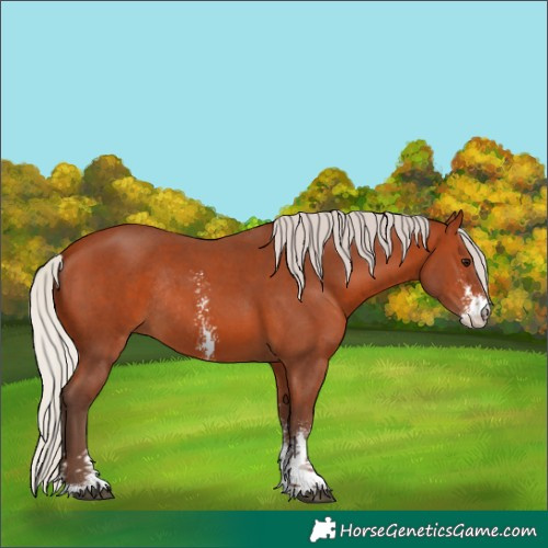 Horse Color:Silver Bay Sabino Rabicano 