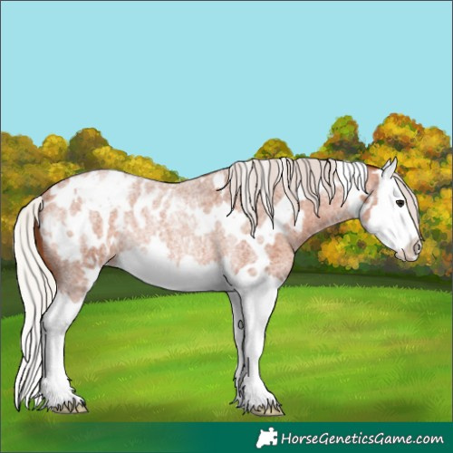 Horse Color:White Spotted Silver Bay Roan Splash Appaloosa Rabicano 