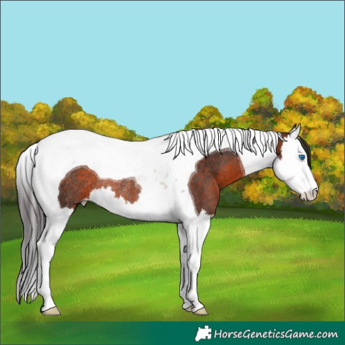 Horse Color:Bay Splash Tobiano Rabicano 