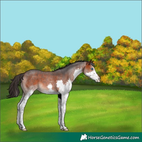 Horse Color:Bay Roan Splash 
