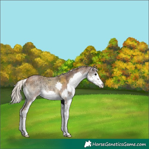 Horse Color:Silver Bay Ice Roan Onyx Sabino Splash Rabicano 