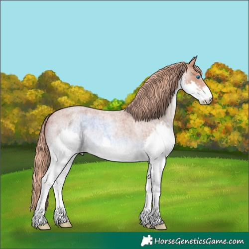 Horse Color:Red Roan Splash 